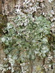 Pleurosticta acetabulum