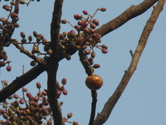 Lannea coromandelica