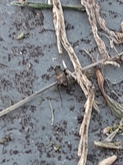 Microtechnites bractatus