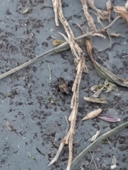 Microtechnites bractatus