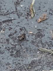 Microtechnites bractatus