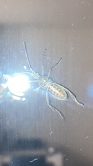 Leptoglossus occidentalis