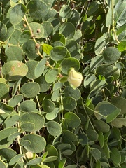 Capparis