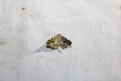 Decorated Owlet photo 6