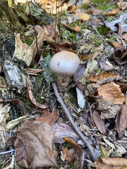 Cortinarius caperatus