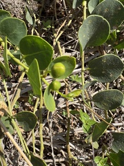 Capparis