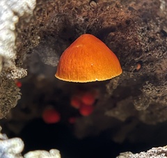 Pluteus aurantiorugosus