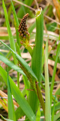 Microtis parviflora