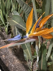 Strelitzia reginae