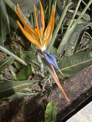 Strelitzia reginae