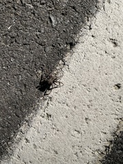 Araneus saevus