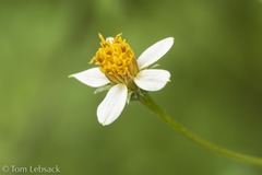 Bidens bigelovii