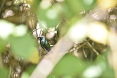 Chlorostilbon mellisugus