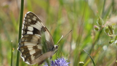 Melanargia lachesis