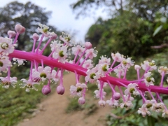 Phytolacca rivinoides