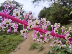 Phytolacca rivinoides