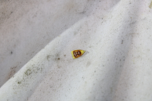 Blueberry Leaftier Moth photo 3