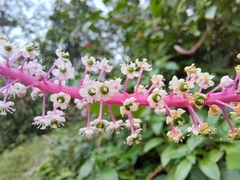 Phytolacca rivinoides