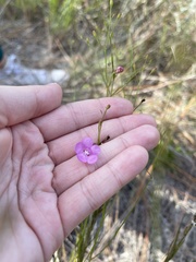 Agalinis filifolia