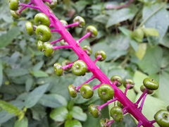 Phytolacca rivinoides