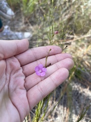 Agalinis filifolia