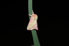 Hyparpax aurora