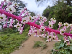 Phytolacca rivinoides