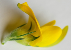 Aspalathus macrantha