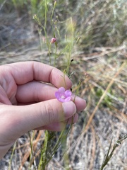 Agalinis filifolia