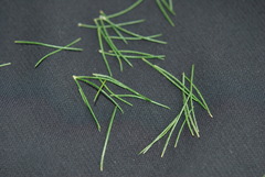 Aspalathus macrantha