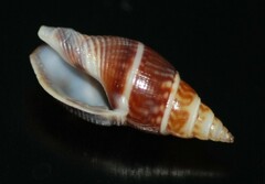 Cosmioconcha modesta