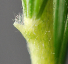 Aspalathus macrantha