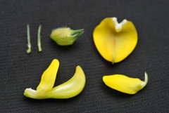 Aspalathus macrantha