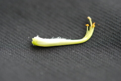 Aspalathus macrantha