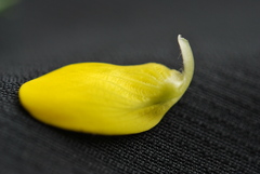 Aspalathus macrantha