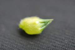 Aspalathus macrantha