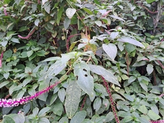 Phytolacca rivinoides