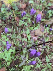 Gentianella quinquefolia