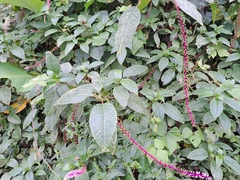 Phytolacca rivinoides