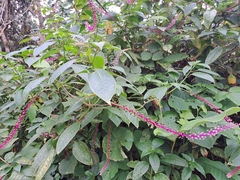 Phytolacca rivinoides