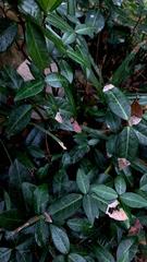 Trachelospermum asiaticum