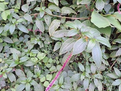 Phytolacca rivinoides