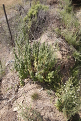 Pseudodictamnus africanus