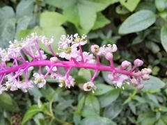 Phytolacca rivinoides