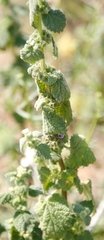 Pseudodictamnus africanus