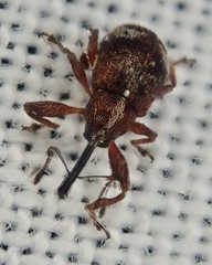 Anthonomus bituberculatus