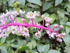 Phytolacca rivinoides