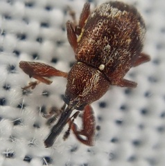 Anthonomus bituberculatus