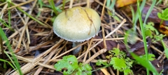 Stropharia aeruginosa
