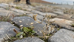 Centaurium littorale
